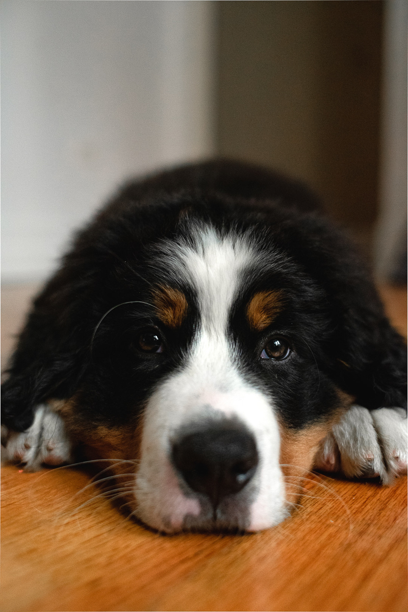 Berner pup on wood floor | ©Gavyn Taylor Photo, Chicago lifestyle pet photography