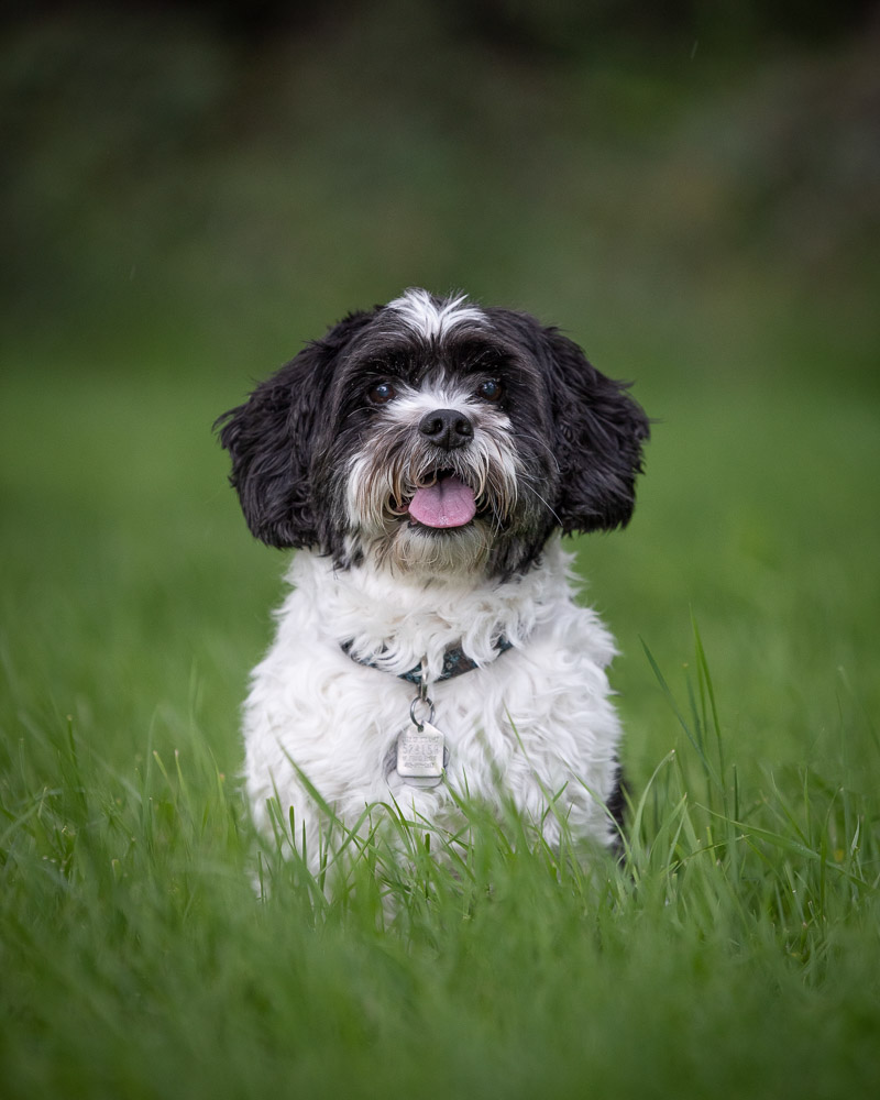 cute Havanese pup sitting in grass, ©Chase Magic Photography | Calgary lifestyle dog photographer