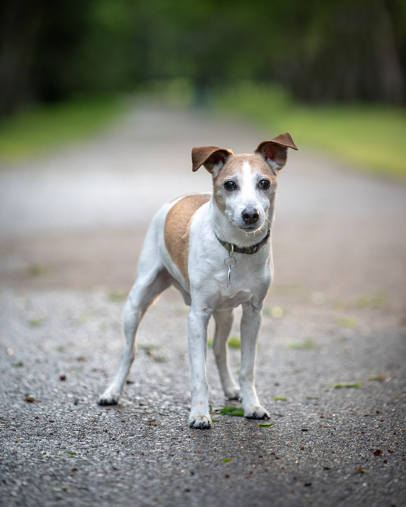 cute mixed breed dog, fox terrier ©Chase Magic Photography | Calgary lifestyle photography for pets and their people