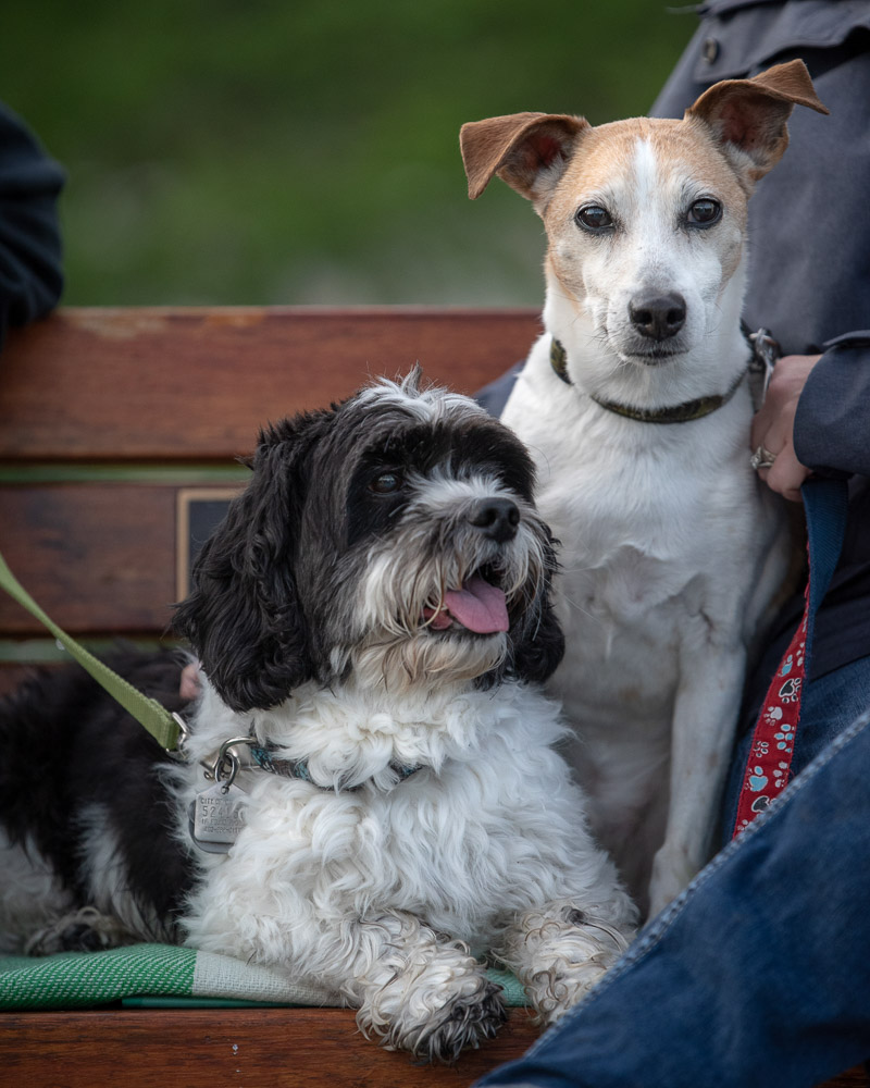 dogs sitting on bench, lifestyle pet photography ©Chase Magic Photography 