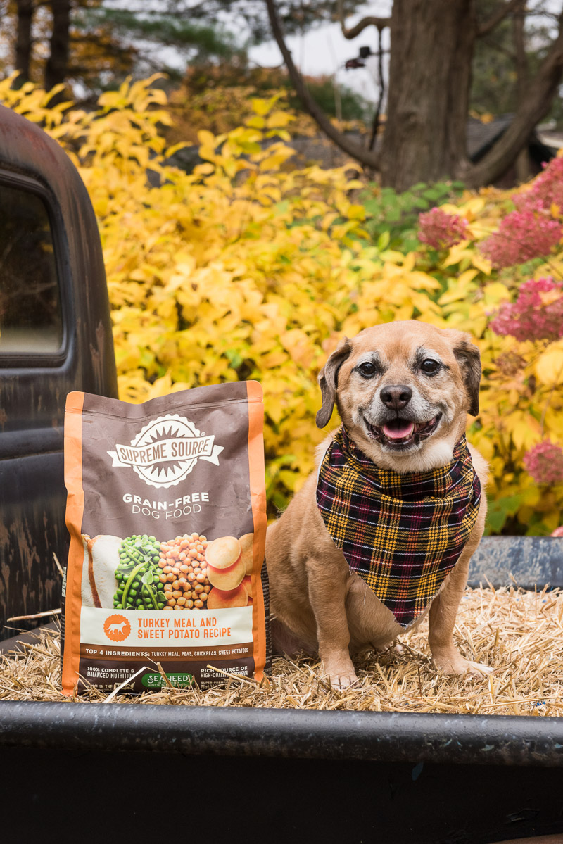 senior dog and Supreme Source dog food in pack of old pickup | Alice G Patterson Photography, Central New York commercial photographer