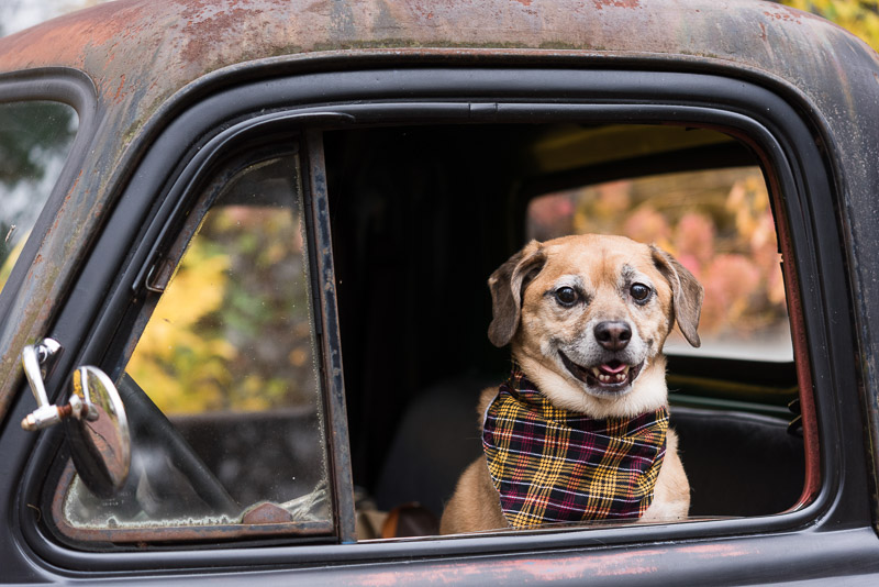 Puggle in old pickup, dogs and trucks, Syracuse pet pet photographer | Alice G Patterson Photography