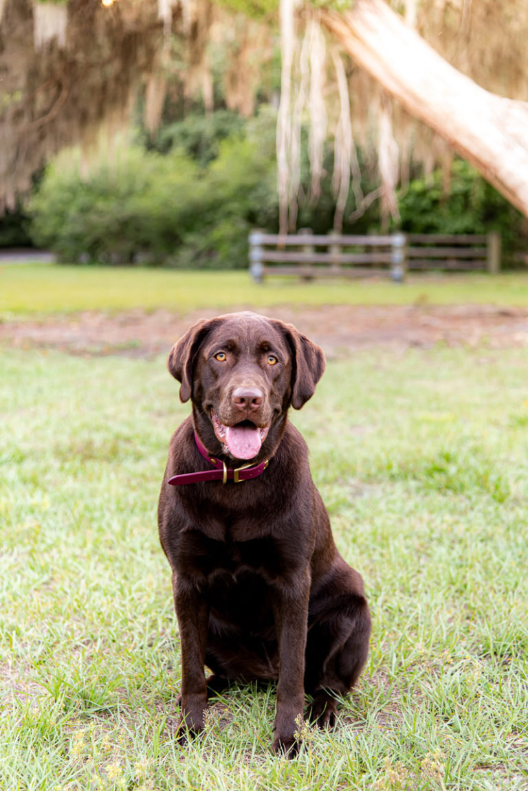 Happy Tails Emiline the Chocolate Labrador Retriever Daily Dog Tag