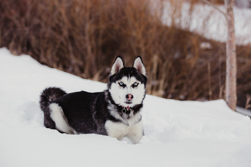 Husky lying in the snow, lifestyle dog portraits, | ©Good Morrow Photography, Arvada, CO