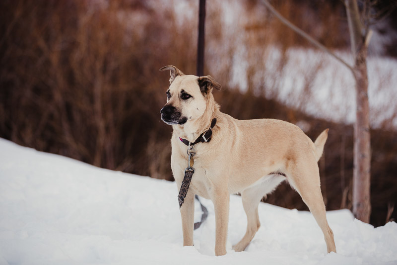 lifestyle pet photography, winter portraits, ©Good Morrow Photography, 