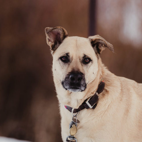 Happy Tails:  Rocket and Rosie | Arvada, Colorado