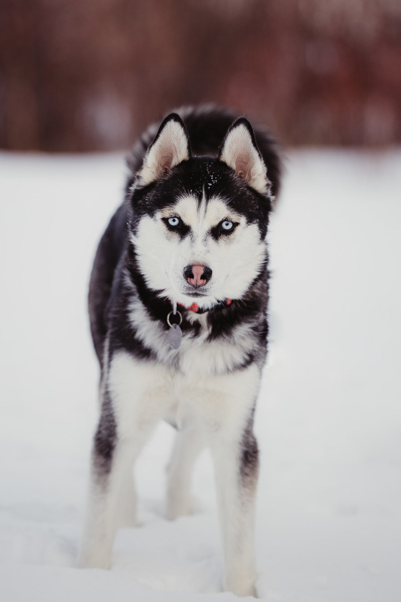 handsome Husky in the snow | ©Good Morrow Photography, Arvada, CO