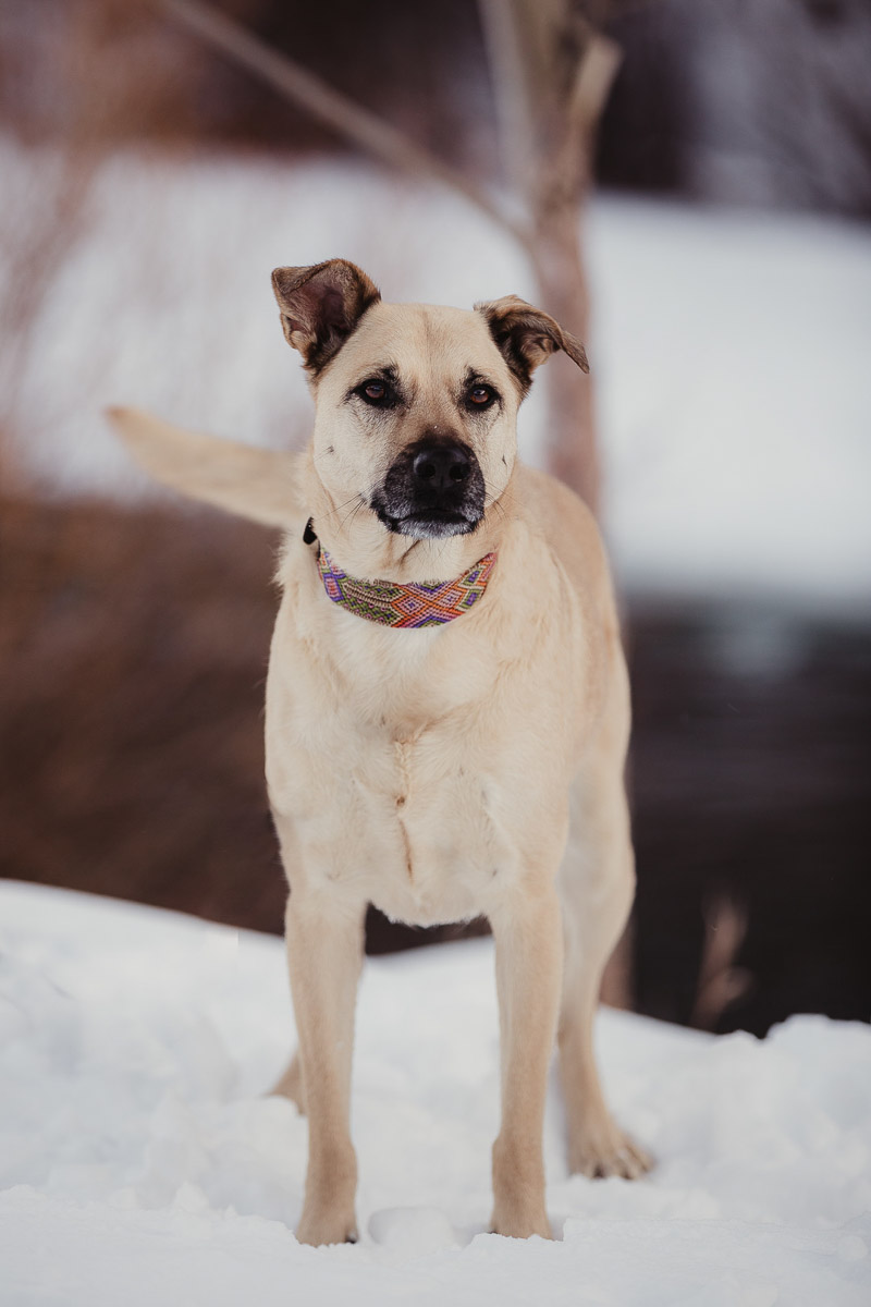 snowy dog portraits, gorgeous dog | ©Good Morrow Photography