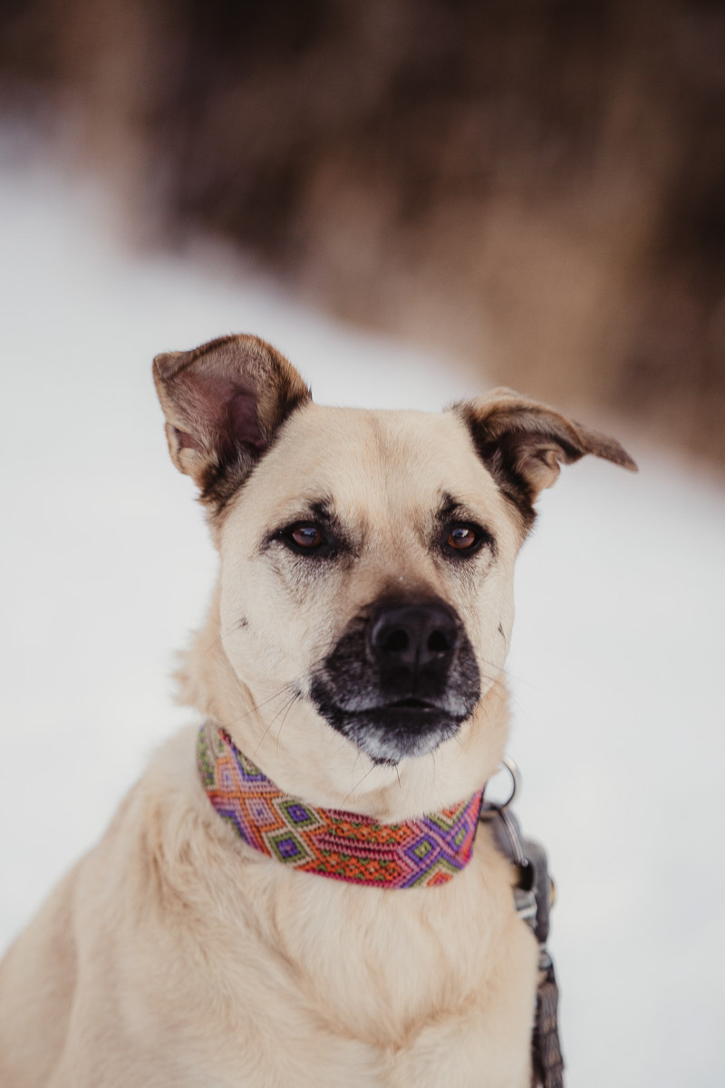 beautiful mixed breed dog in snow ©Good Morrow Photography | Arvada,, Colorado
