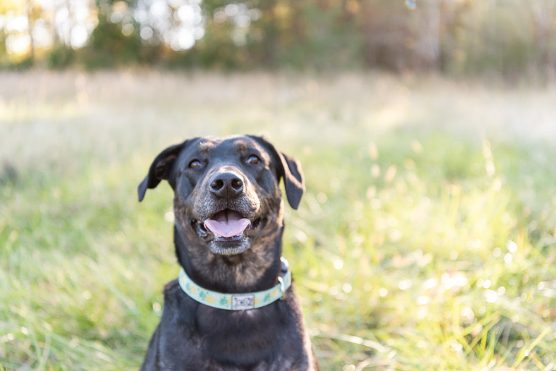 happy mixed breed sitting in field, lifestyle dog photography ideas | ©Tasha Barbour Photography