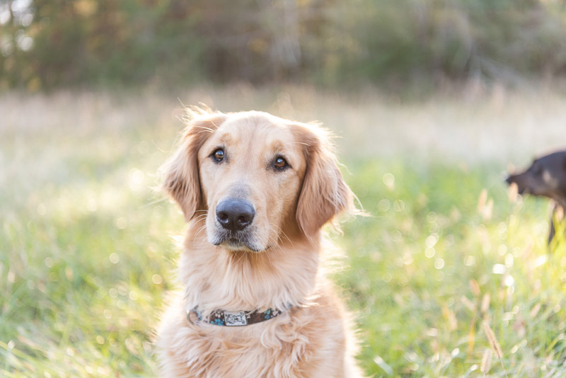 pensive dog sitting in field, lifestyle dog photography ©Tasha Barbour Photography | Denton, NC