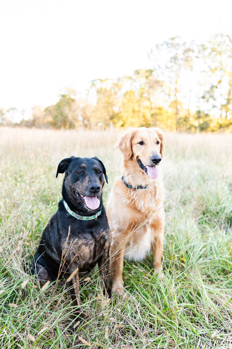 lifestyle dog photography, mixed breeds sitting in field, ©Tasha Barbour Photography | Troutman, NC