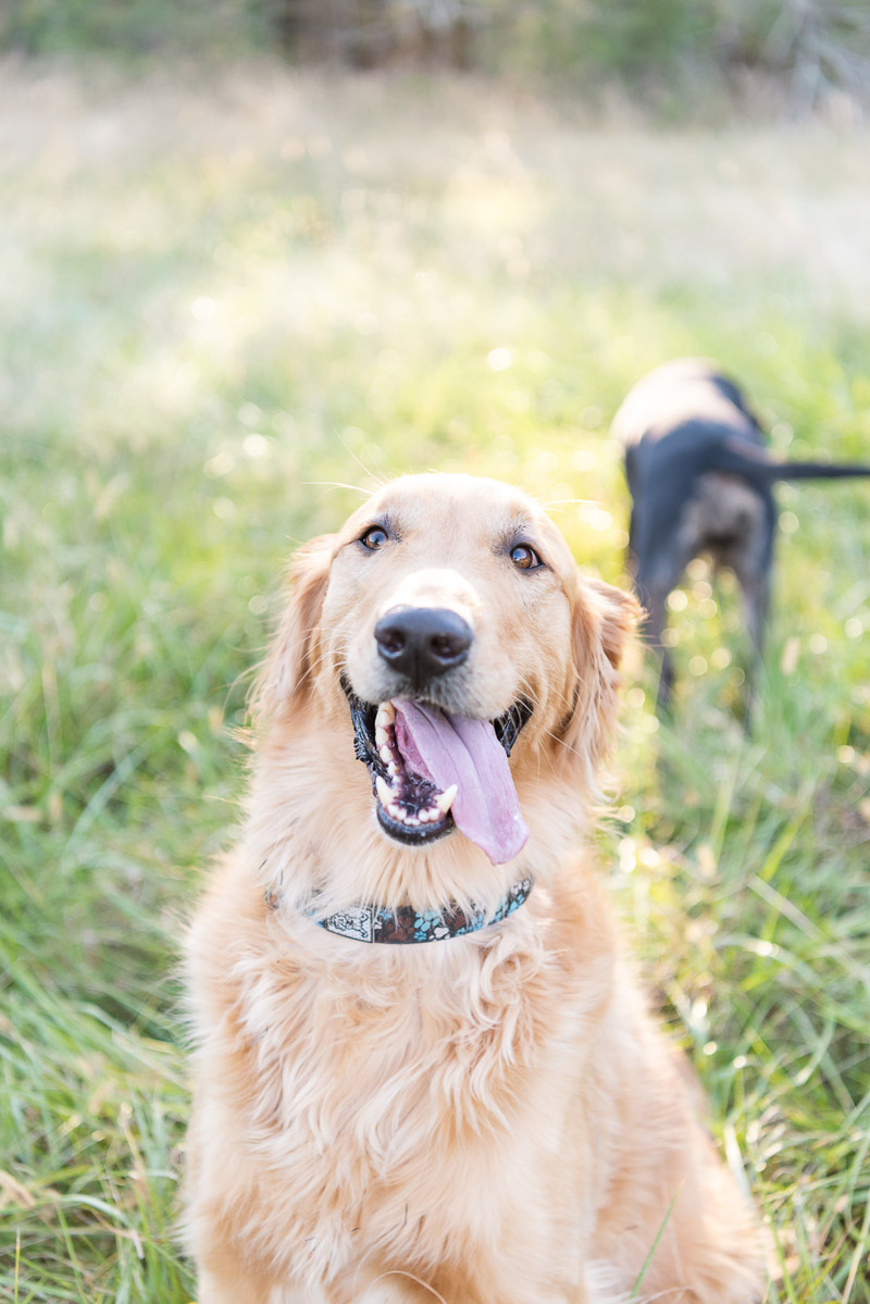 happy Golden Retriever mix with tongue out, lifestyle dog photography | ©Tasha Barbour Photography