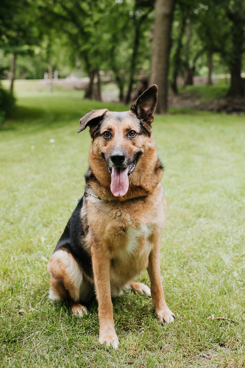 Shepherd/Catahoula mix, one ear up, one ear down, lifestyle pet photography ©Fly Away Photography