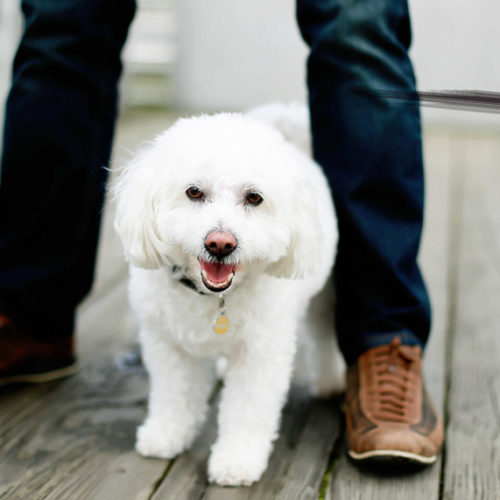 Happy Tails:  Mr. Mason | Gantry Plaza State Park in NYC