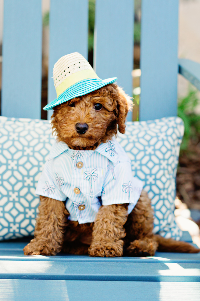 adorable puppy wearing hat and palm tree shirt, labradoodle, ©Jennifer Brennan Photography | Newport Beach dog photography