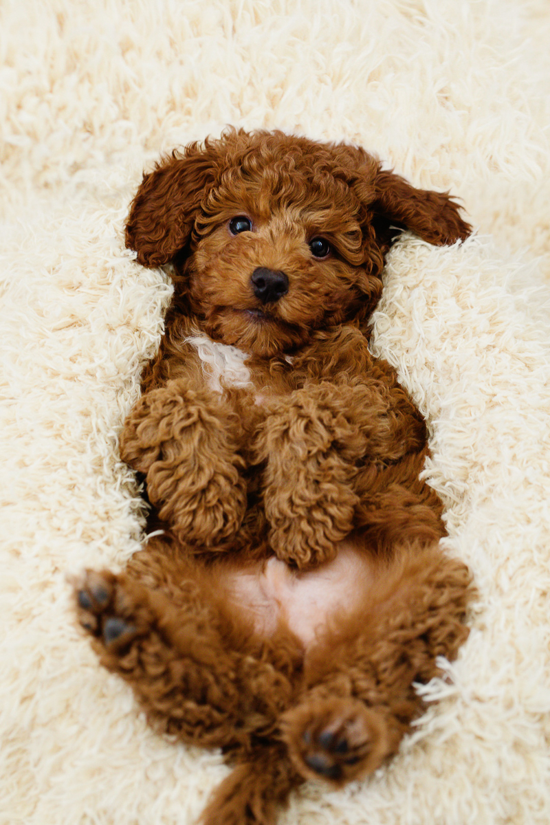 cute mixed breed puppy lying on soft white rug, ©Jennifer Brennan Photography | Newport Beach lifestyle dog photoshoot