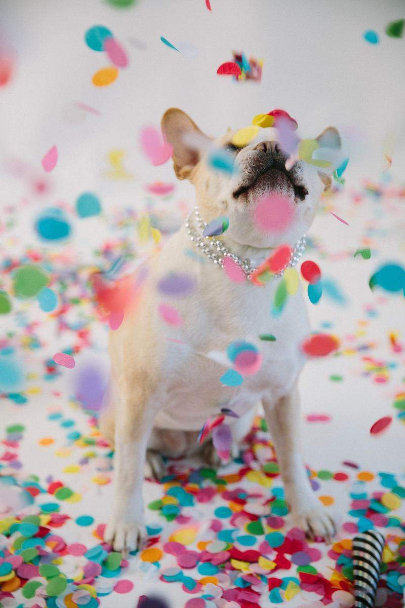 dog photoshoot ideas, Frenchie and confetti | ©Maine Tinker Photography, Freeport, Maine