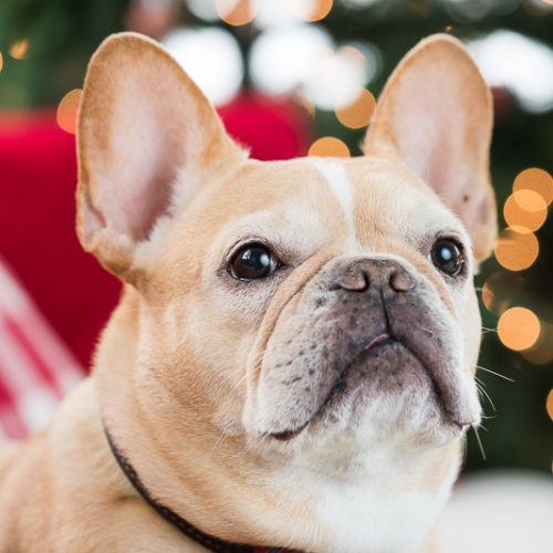 Happy Holidays 2019!