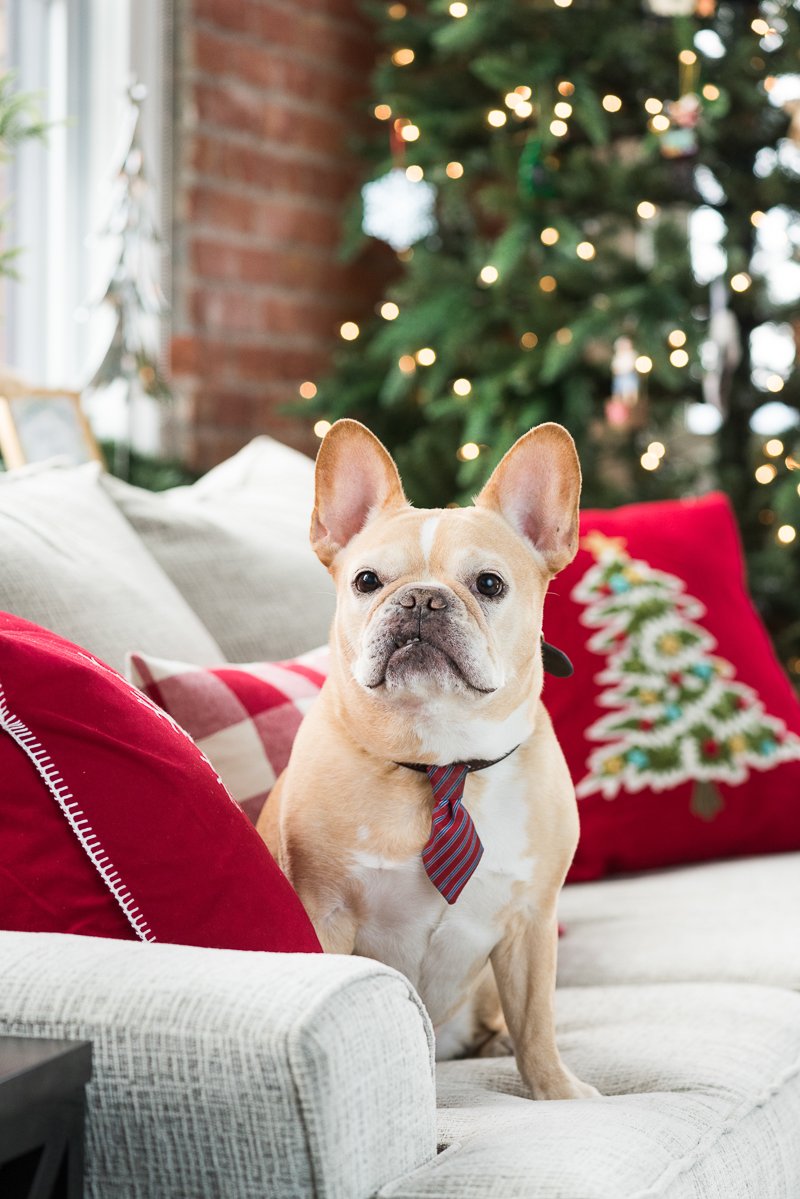 adorable French Bulldog with holiday decor, Syracuse dog photographer | ©Alice G Patterson Photography