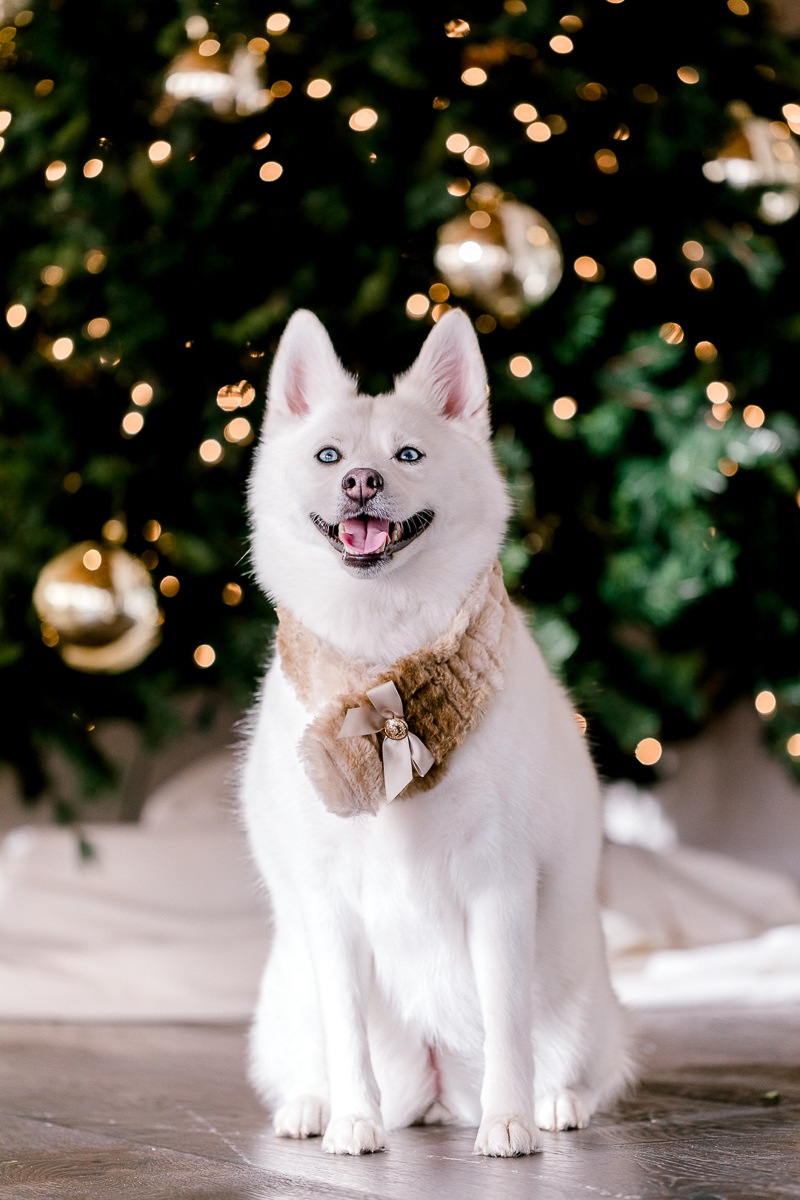 Danyel Stapleton Photography | adorable Pomeranian Husky mix in front of Christmas tree