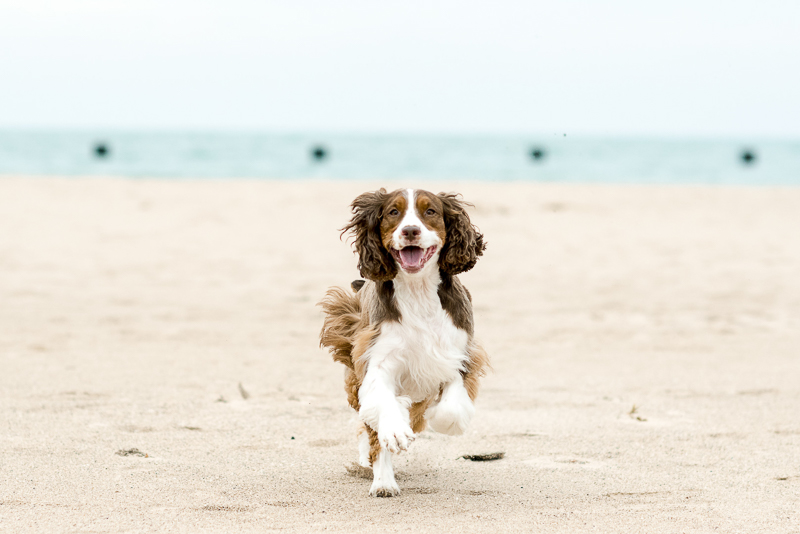dog playing at the beach | ©Layla Eloa Photography, lifestyle dog photography