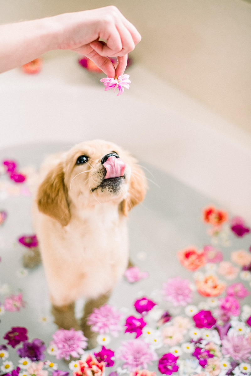 adorable Golden Retriever puppy in floral bath, ©Alyssa Lynne Photography, dog photography ideas