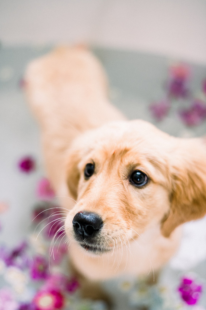 cute puppy in the tub, ©Alyssa Lynne Photography