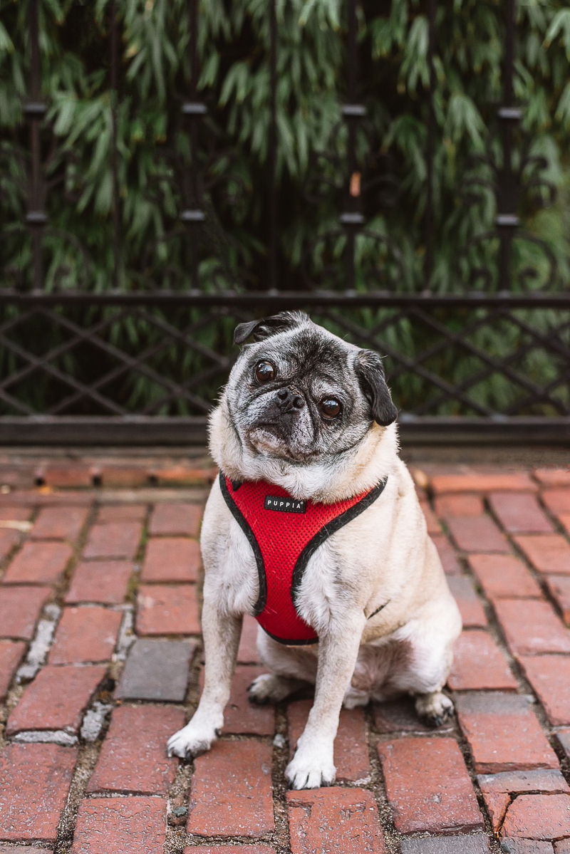 cute senior Pug named Howard sitting on brick road ©Mei Lin Barral Photography, lifestyle pet photographer, Boston and New England
