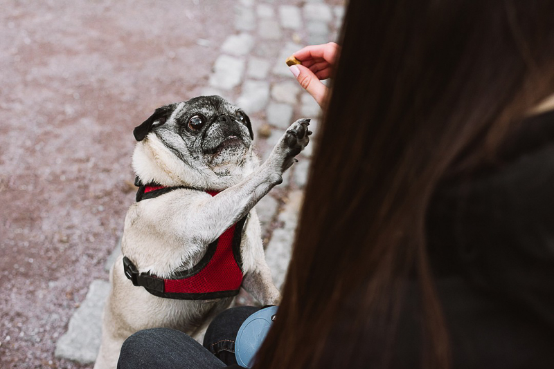 senior Pug getting a treat | ©Mei Lin Barral Photography, lifestyle pet photographer, Boston and New England