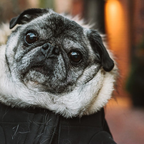 Happy Tails:  A Pug Named Howard | Boston, MA