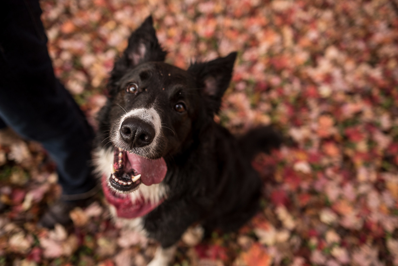 fall pet photography, Border Collie in leaves, ©Ueda Photography, Madison, WI