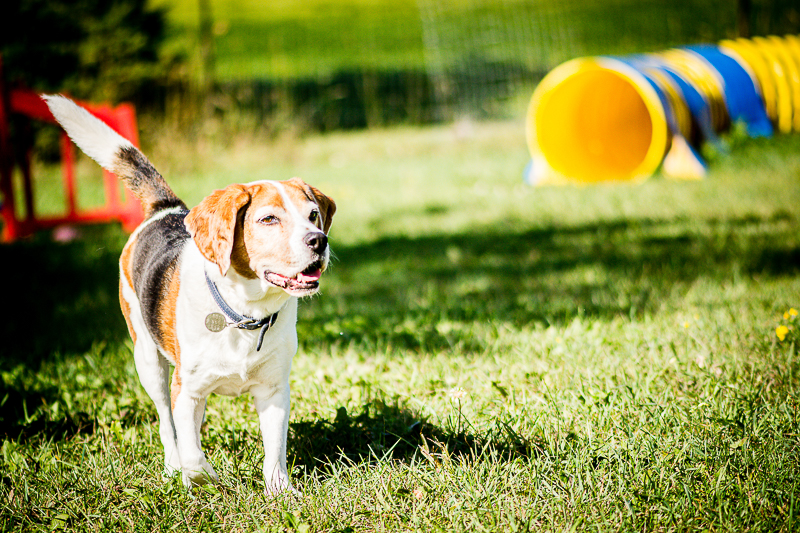 senior Beagle, lifestyle pet photography ©Beth Photography | Ontario, Canada 