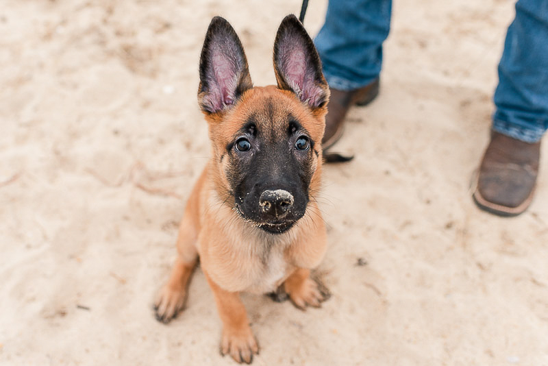 adorable Belgian shepherd puppy on sandy beach, ©Catherine Crane Photography