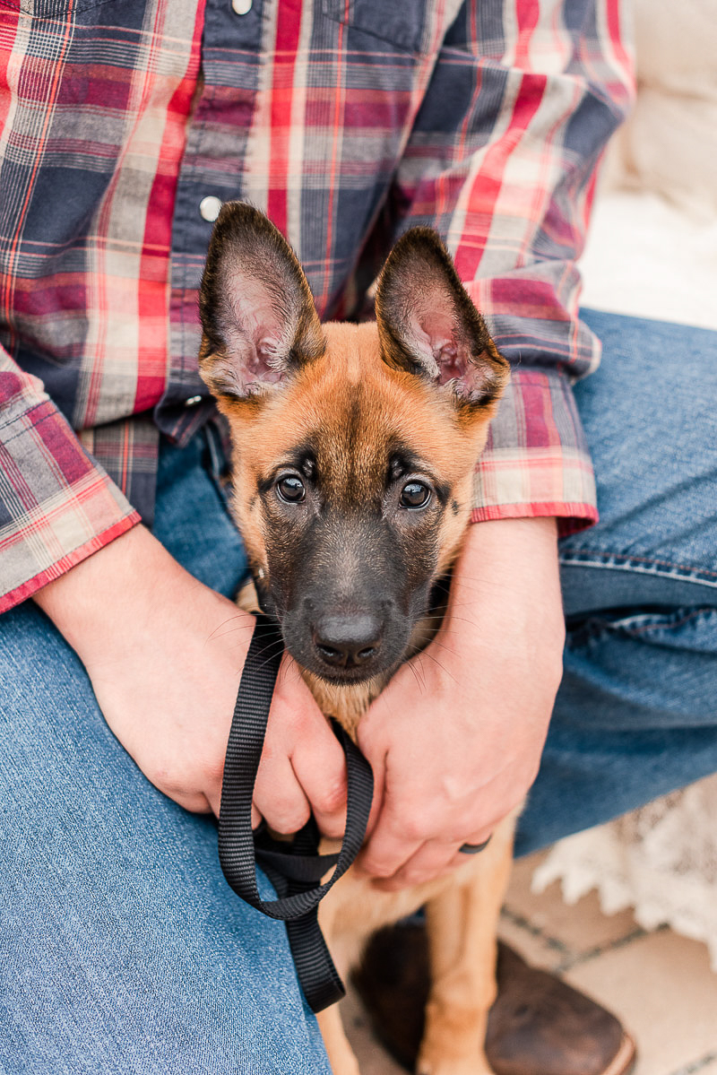 Belgian Malinois Shepherd puppy, lifestyle pet portraits | ©Catherine Crane Photography