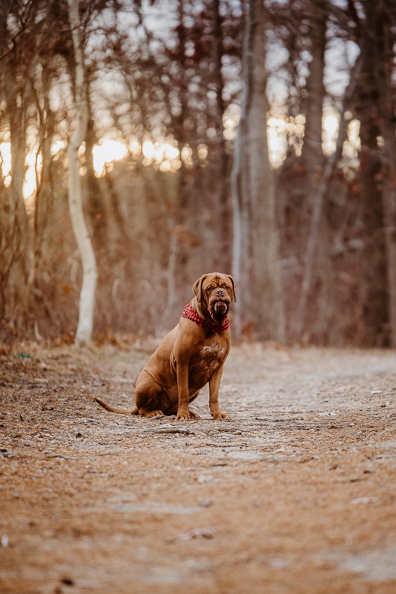  ©Erin Cynthia Photography | lifestyle dog photography, Cheesequake State Park, NJ, winter dog portraits