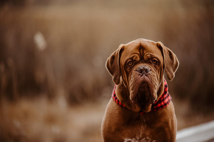 Dogue De Bordeaux wearing buffalo plaid bandana, Erin Cynthia