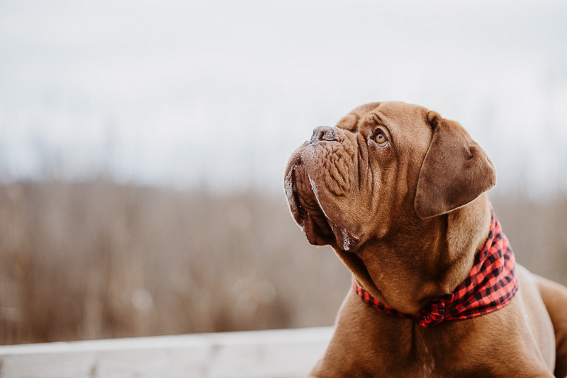 Dogue De Bordeaux starting to drool, ©Erin Cynthia Photography 