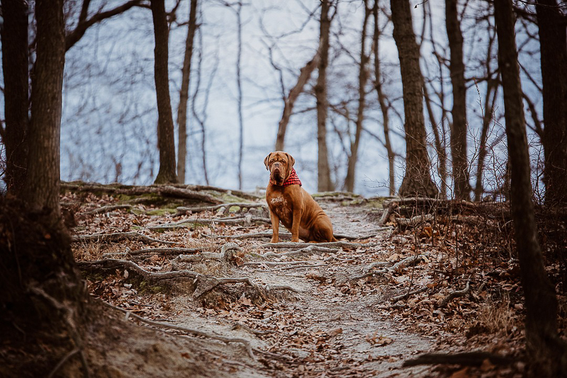 big dog sitting on hiking trail, dog photoshoot ideas, lifestyle dog photography | ©Erin Cynthia Photography, NJ family and pet portraits