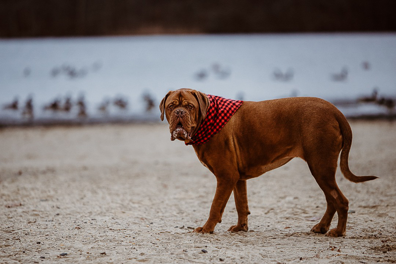 big dog wearing buffalo plaid bandana at water's edge, ©Erin Cynthia Photography | lifestyle dog photography, Cheesequake State Park, NJ