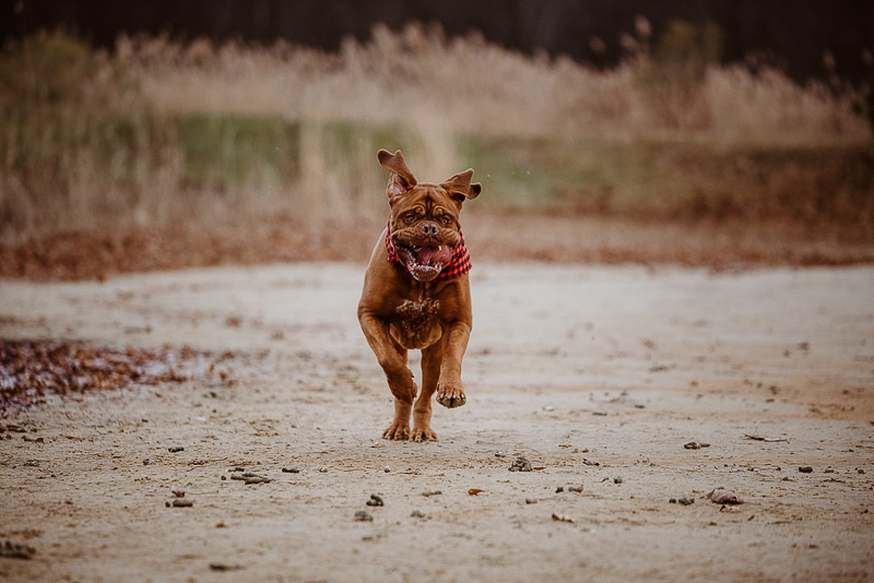 jowly dog running on beach, action shots | ©Erin Cynthia Photography