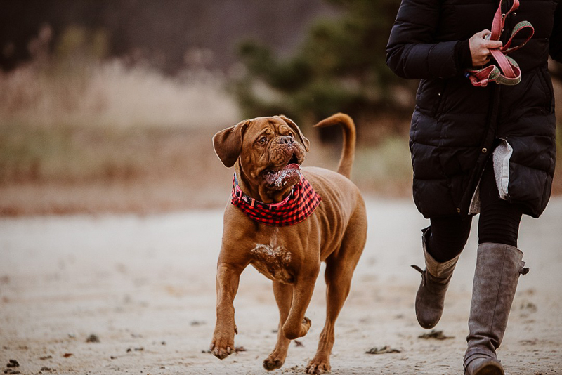 lifestyle pet photography session with Dogue de Bordeaux and her human, ©Erin Cynthia Photography | lifestyle dog photography, Cheesequake State Park, NJ