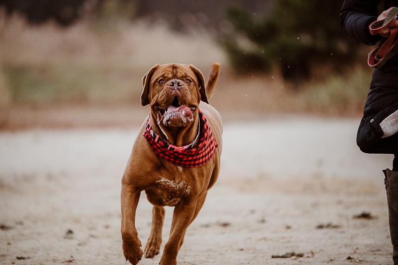 Dogue De Bordeaux running on beach, winter pet photography ideas | ©Erin Cynthia Photography, 