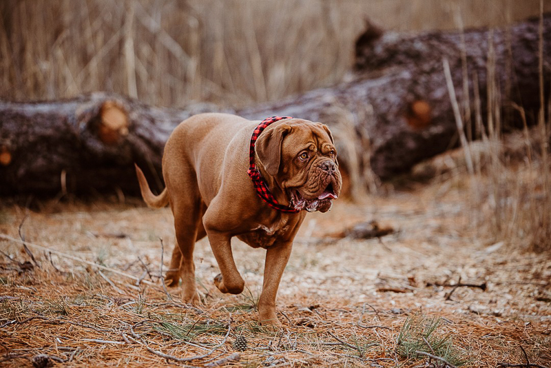 cute dogue de bordeaux walking in Cheesequake State Park, NJ | ©Erin Cynthia Photography 
