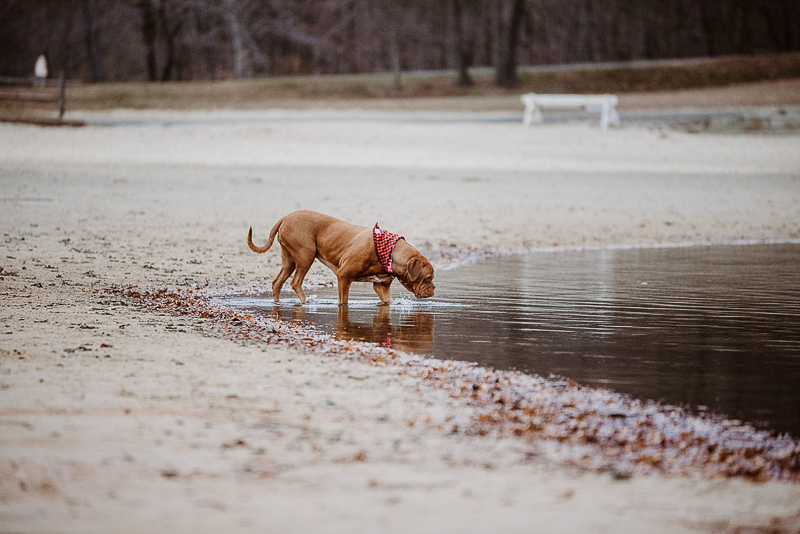 dog entering lake ©Erin Cynthia Photography - Lifestyle dog photography
