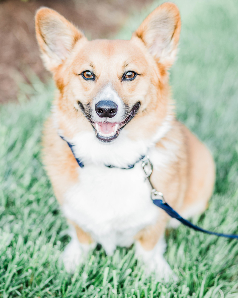 cute smiling Corgi sitting in grass | ©Morgan Lee Photography | lifestyle dog photography, northern VA