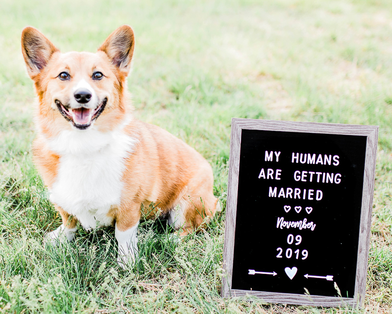 happy Corgi with Save the Date sign | ©Morgan Lee Photography, Alexandria engagement and wedding photographer