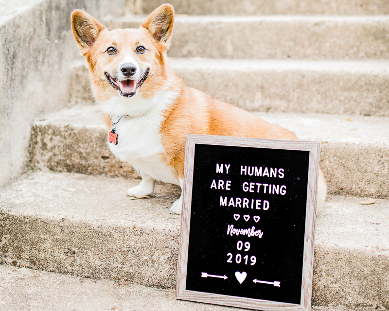 Adorable Corgi sitting on steps next to save the date sign, pet-friendly engagement ideas | ©Morgan Lee Photography