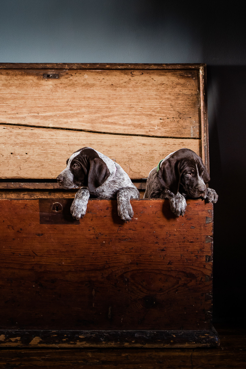 liver and white German Shorthaired Pointer pups in big wooden box | ©Sanderson Images