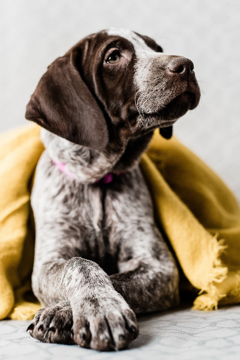 cute puppy under yellow blanket ©Sanderson Images, Pet photographers, Lancaster, PA